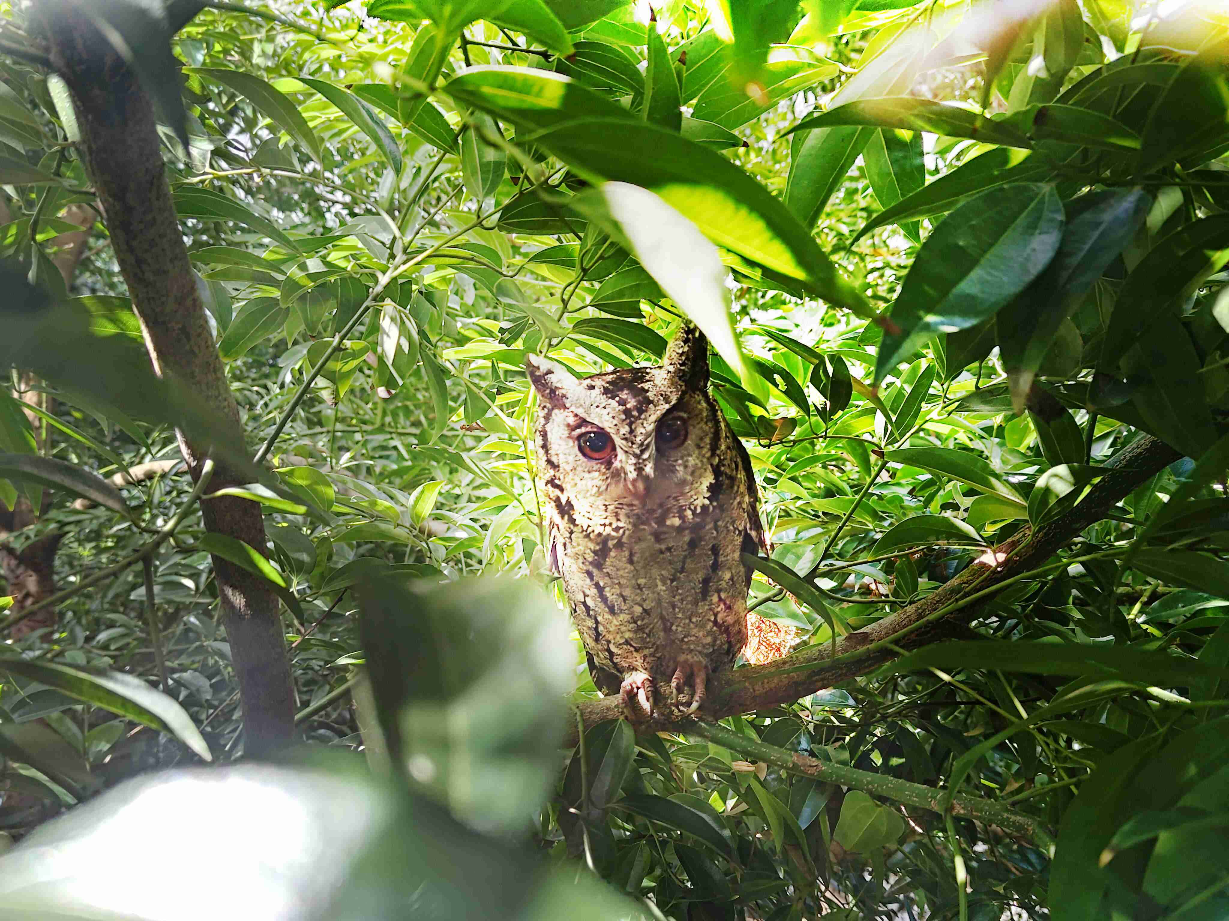巨星国际致力提倡净零绿生活，，，16年以来在全球各厂区植树逾百万棵，，造就各厂区树木蔚然成林，，犹如森林工厂，，，成为许多生物的栖息地